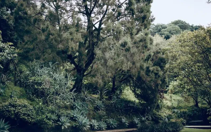Jardines exuberantes en El Suspiro, Morelos, el escenario perfecto para bodas al aire libre.